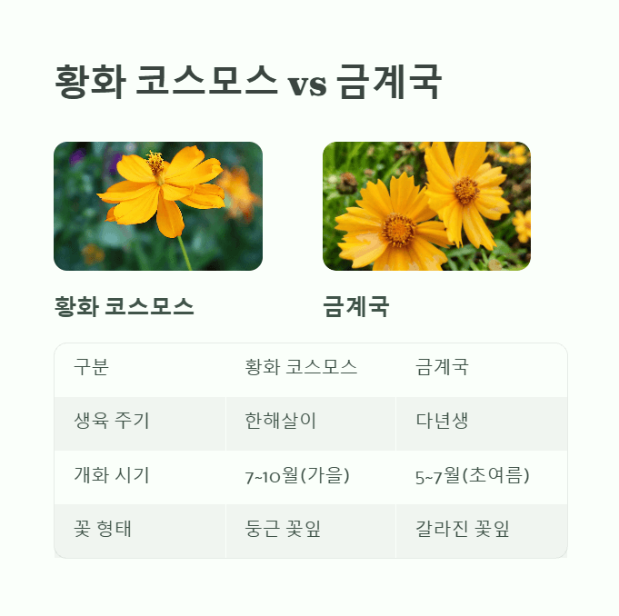 황화 코스모스 금계국