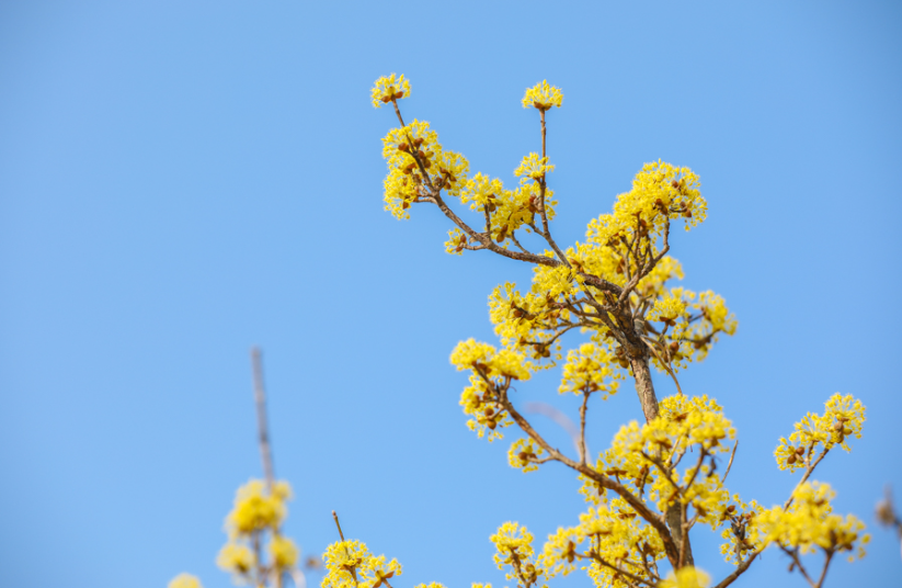 구례 산수유 축제