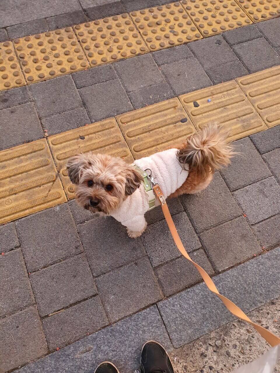 길에 서 있는 강아지 토리