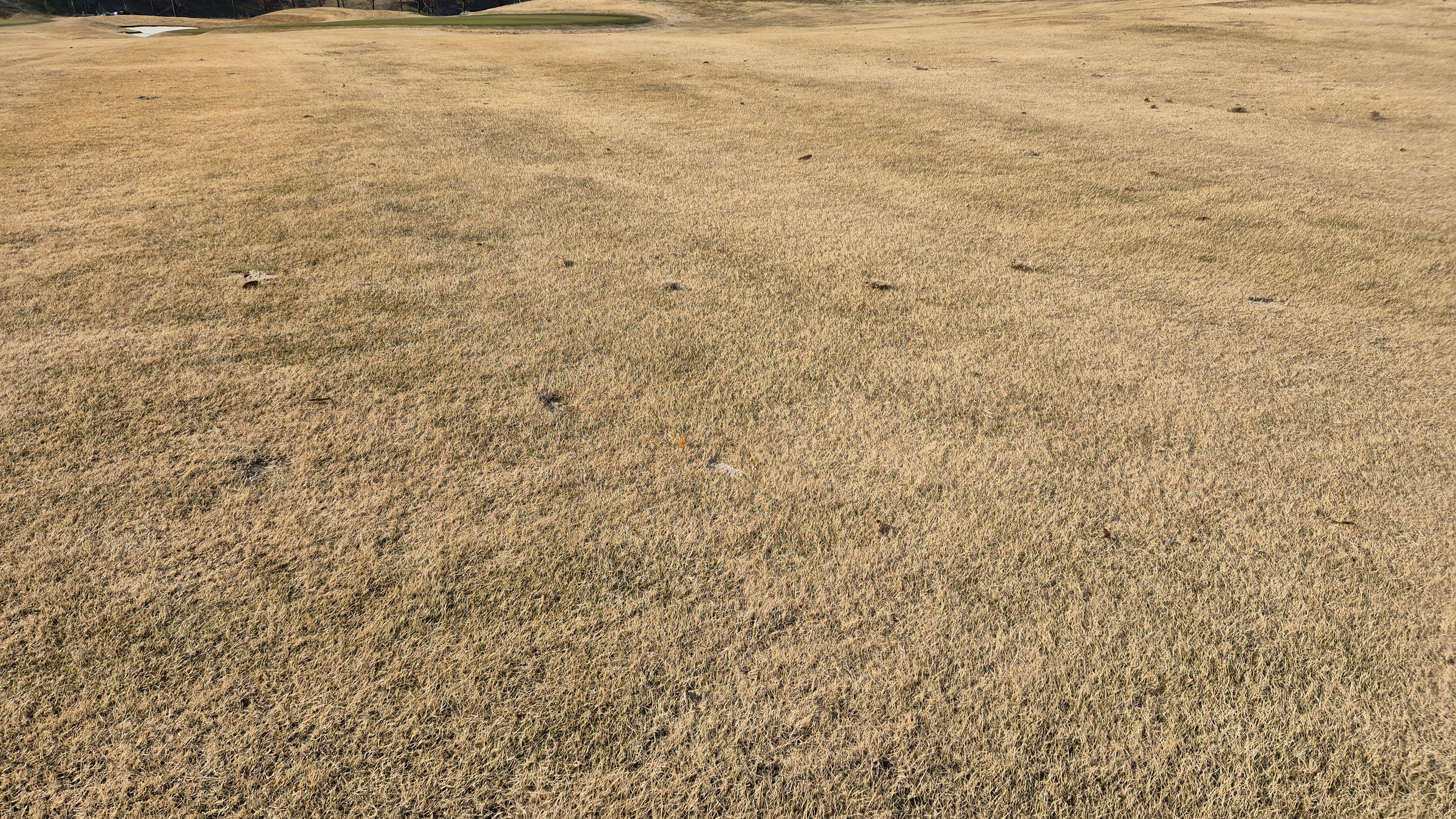 힐데스하임 레이크-힐 코스 코스 관리 상태