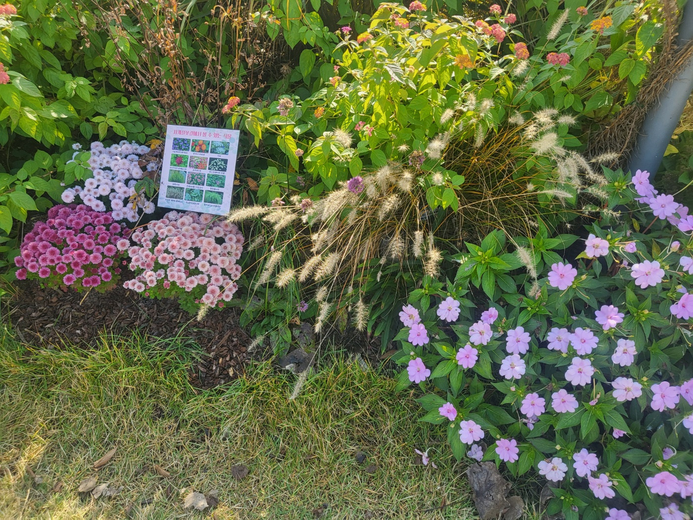 세종 아이와 가볼 만 한 곳 (세종수목원)