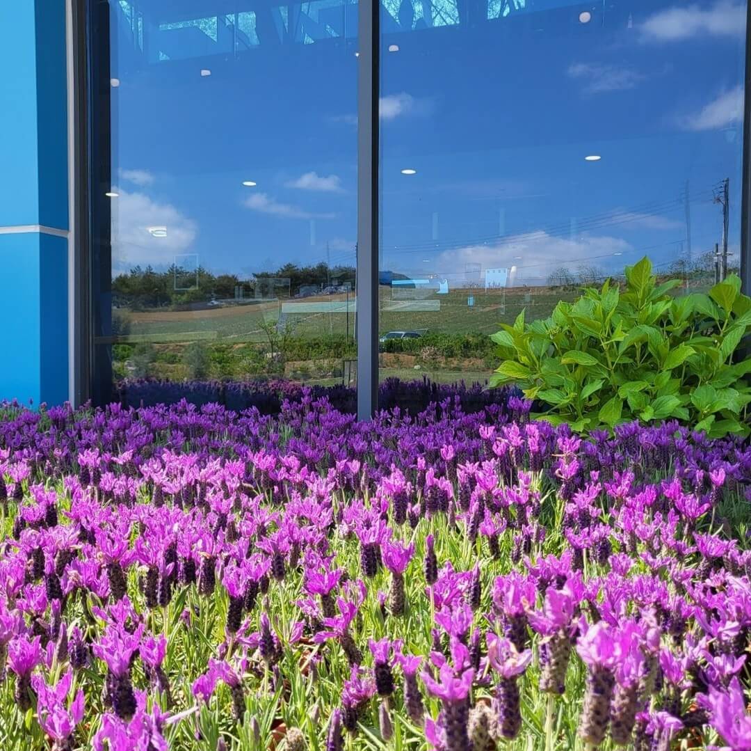 고창청농원-라벤더축제