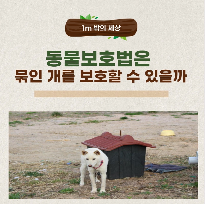 동물보호법은 1m 줄에 묶인 개를 보호할 수 있을까?
