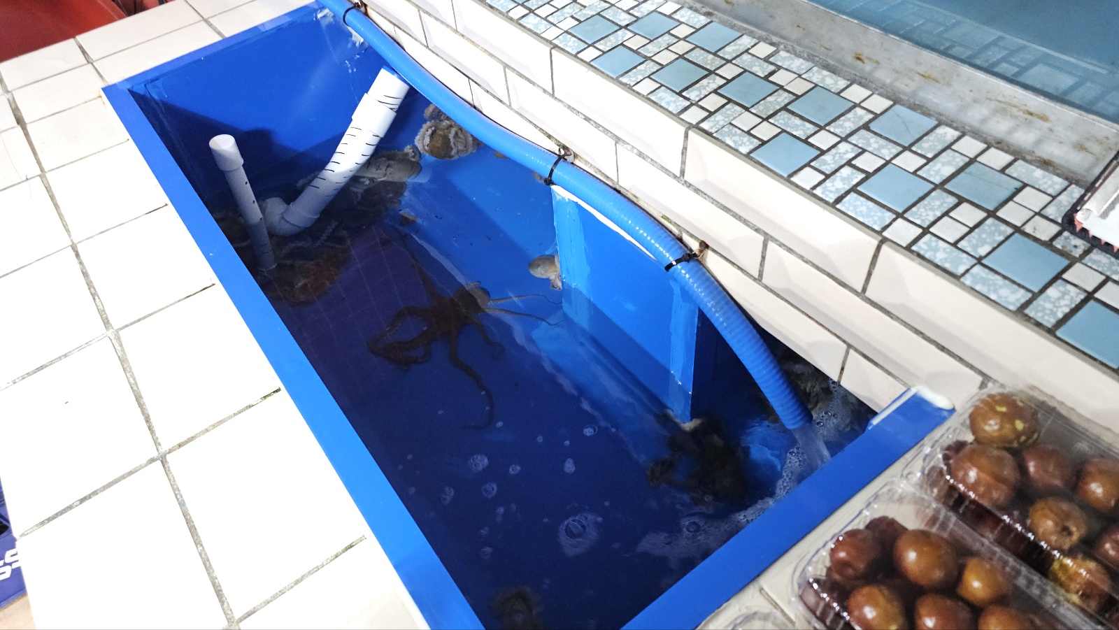 화성시 우정읍 낙지전골/낙지볶음 [이화횟집]