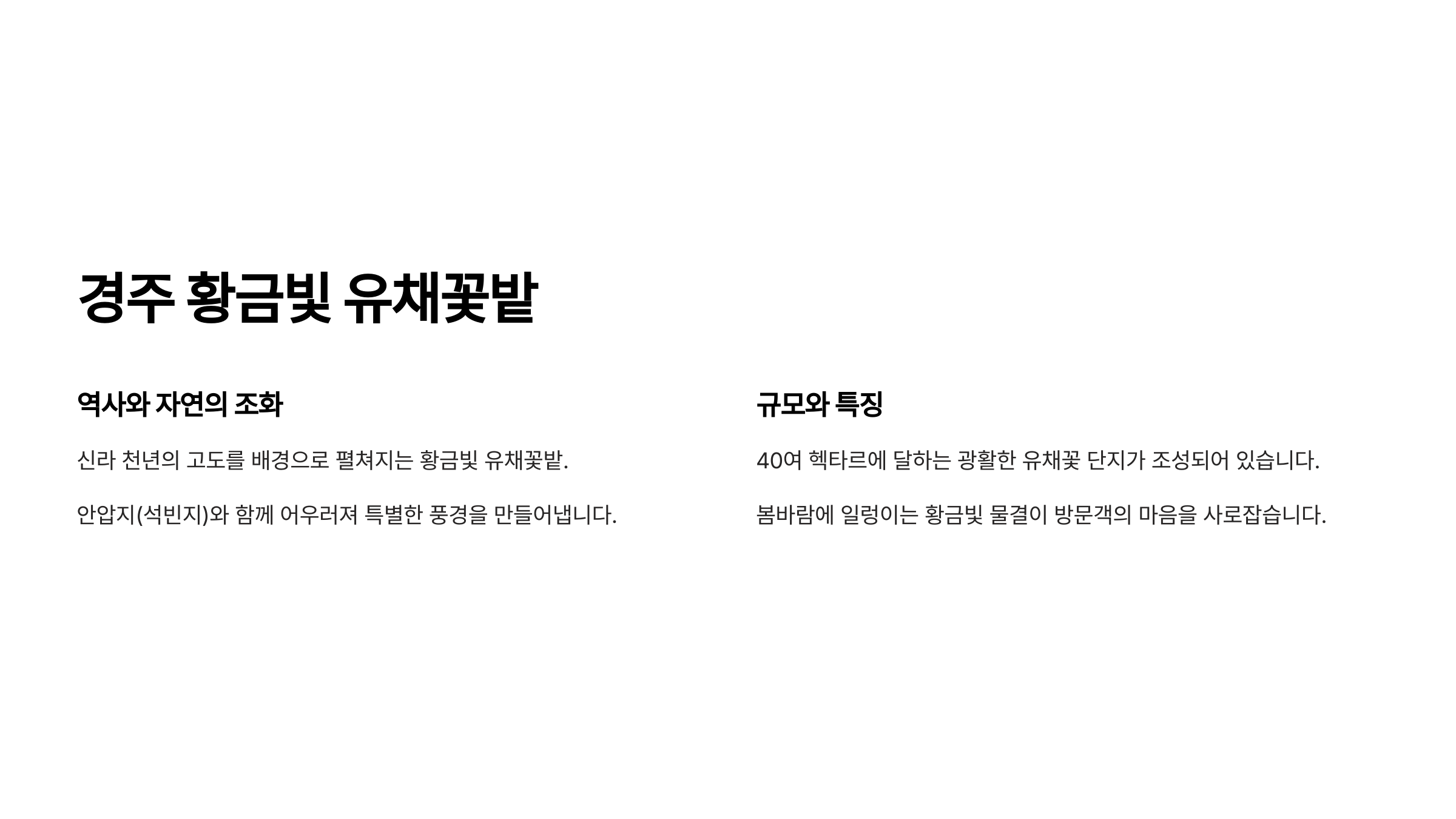 경주의 황금빛 유채꽃밭