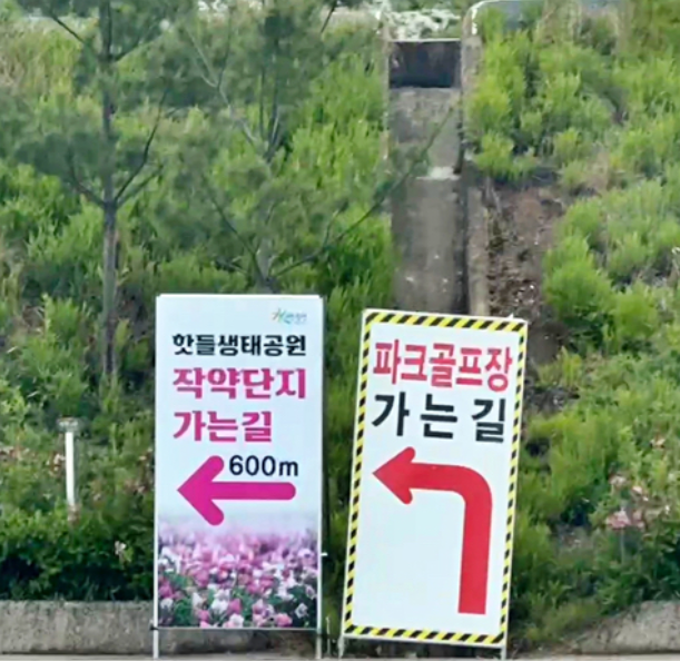 합천 작약 축제 