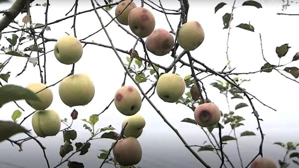 사과나무-사과-과실-탄저병-병징-발병시기-방제법