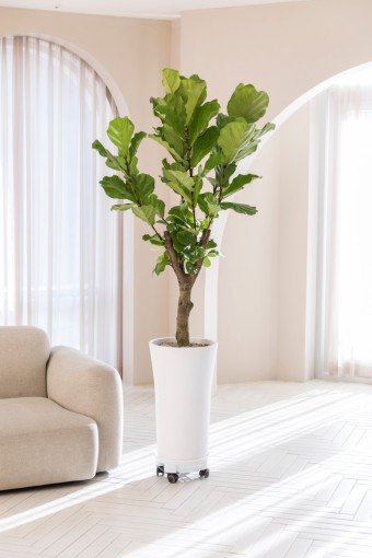 떡갈나무 가지치기