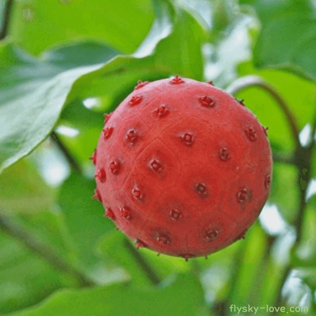 산딸나무 열매 활용법