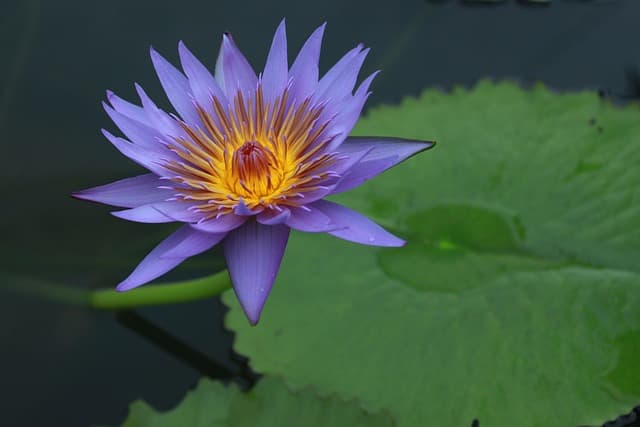 희귀 식물의 생장점 관리로 형태 조절하기