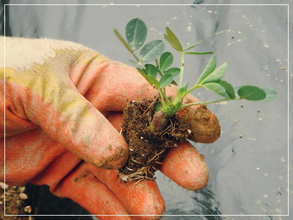 땅콩-심는-시기