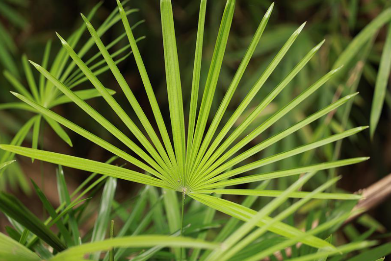 ์๋ฉํํ ๋๋ฌด