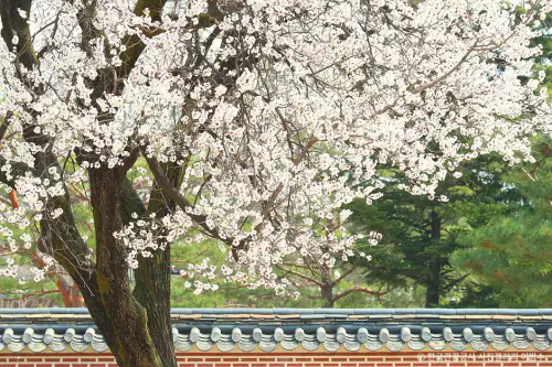벚꽃명소