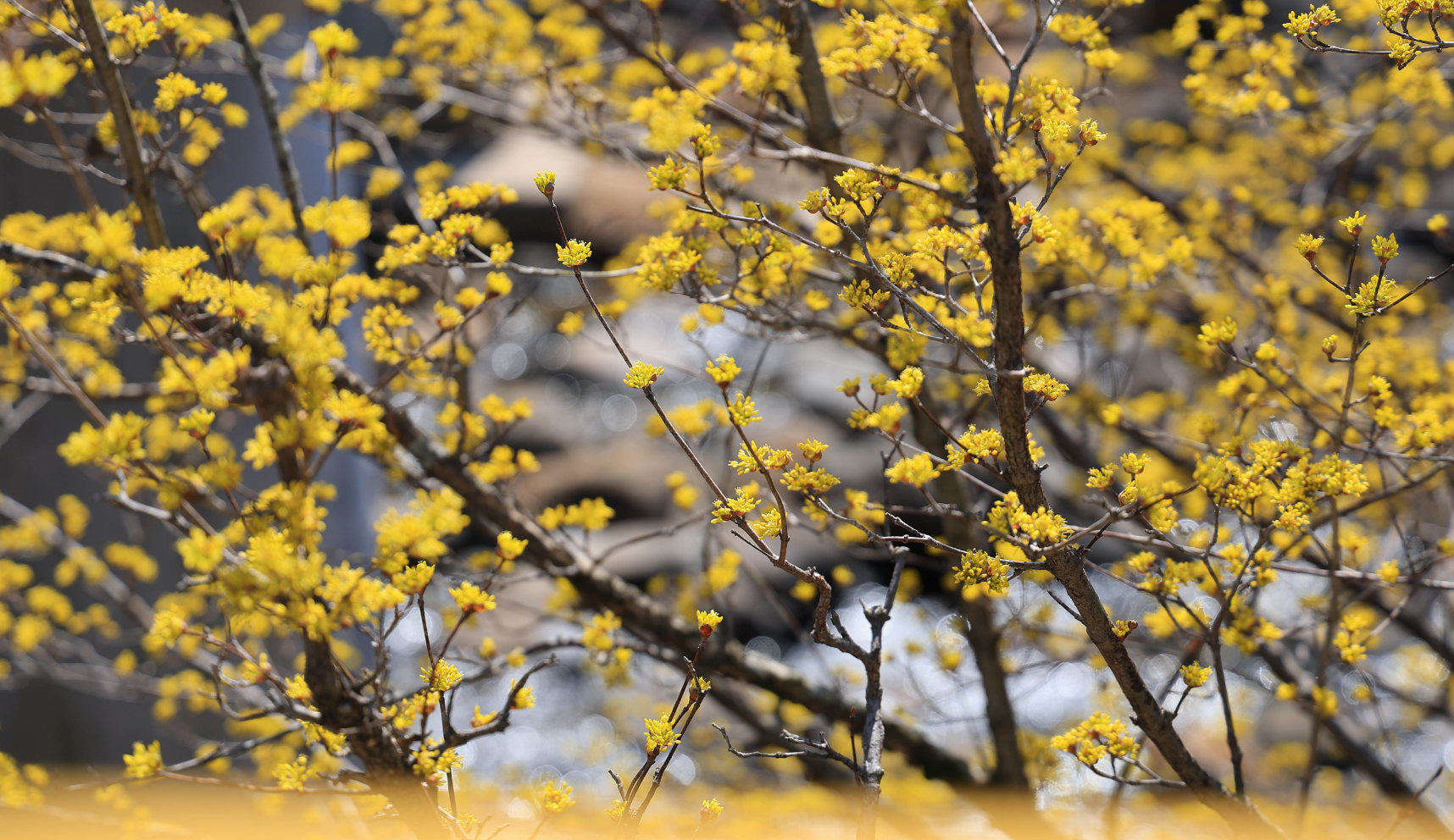 구례 산수유축제