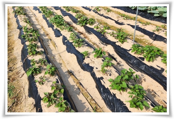 텃밭관리 "2월에 심는 텃밭 작물" 슬기로운 전원생활 가이드!