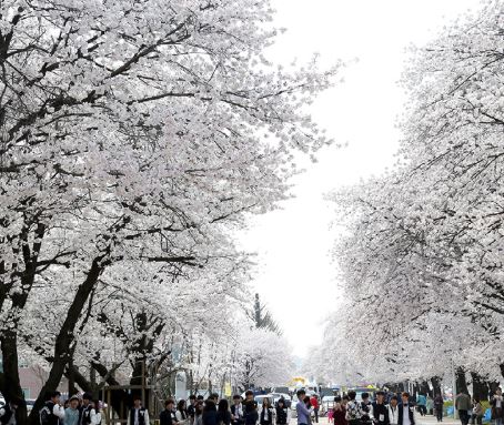 안동 벚꽃 명소