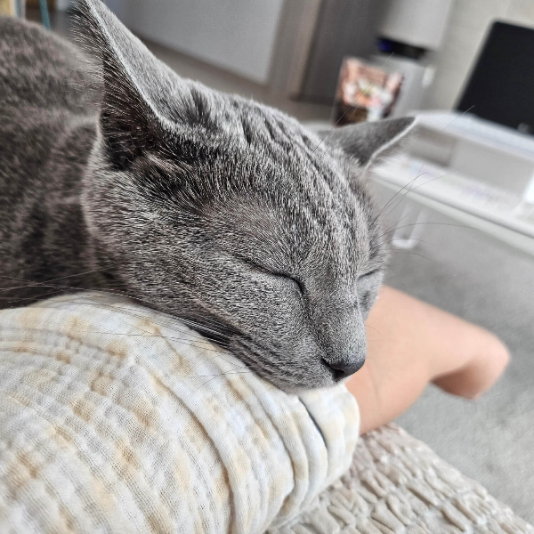 러시안블루-로우