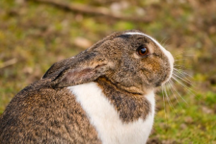 토끼띠 2025년 운세
