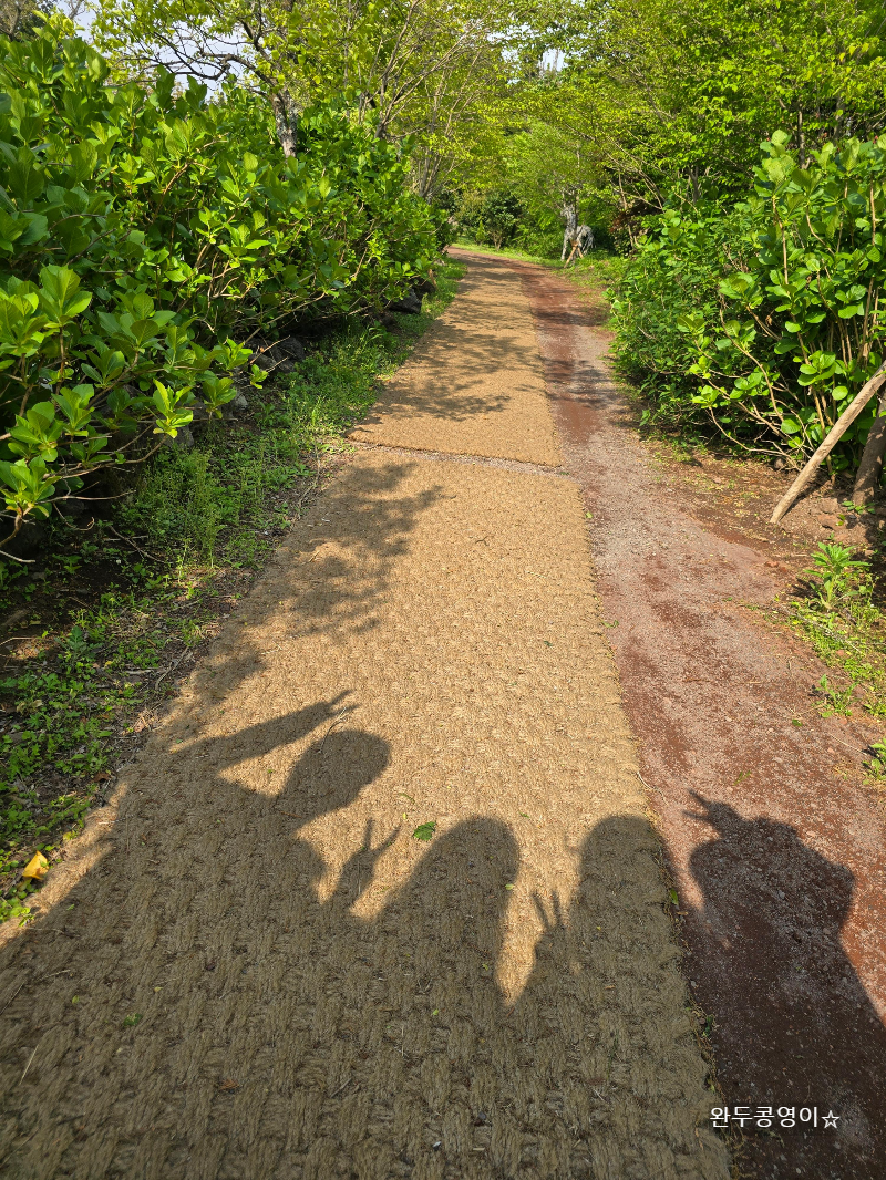 제주 길갈팜랜드 바닥에 짚이 깔려있다