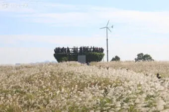 서울 억새축제 2025 일정위치 총정리로 안내_32