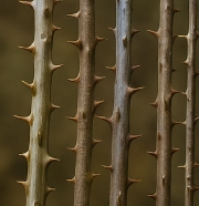 엄나무 효능 부작용