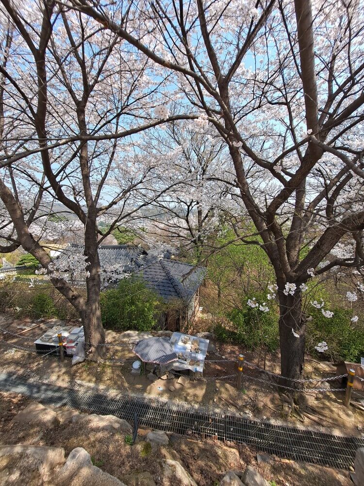 이천설봉공원벚꽃