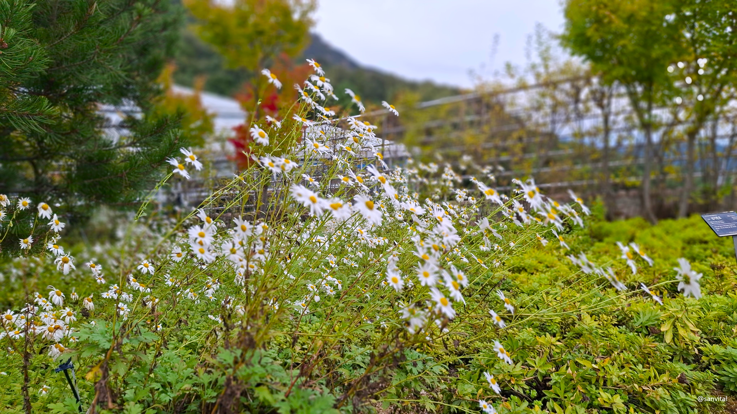 가야산 야생화식물원