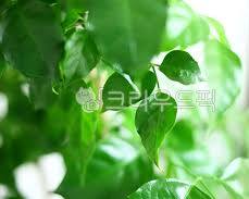 녹보수이미지 사진