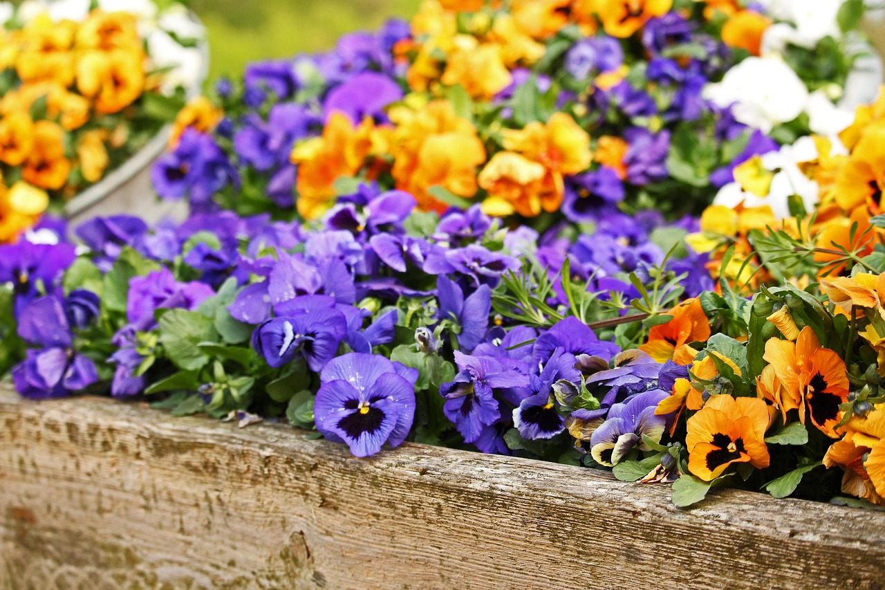 봄을 알리는 꽃들의 향연 관련 사진