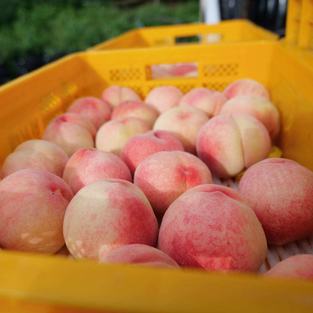 생방송투데이 복숭아