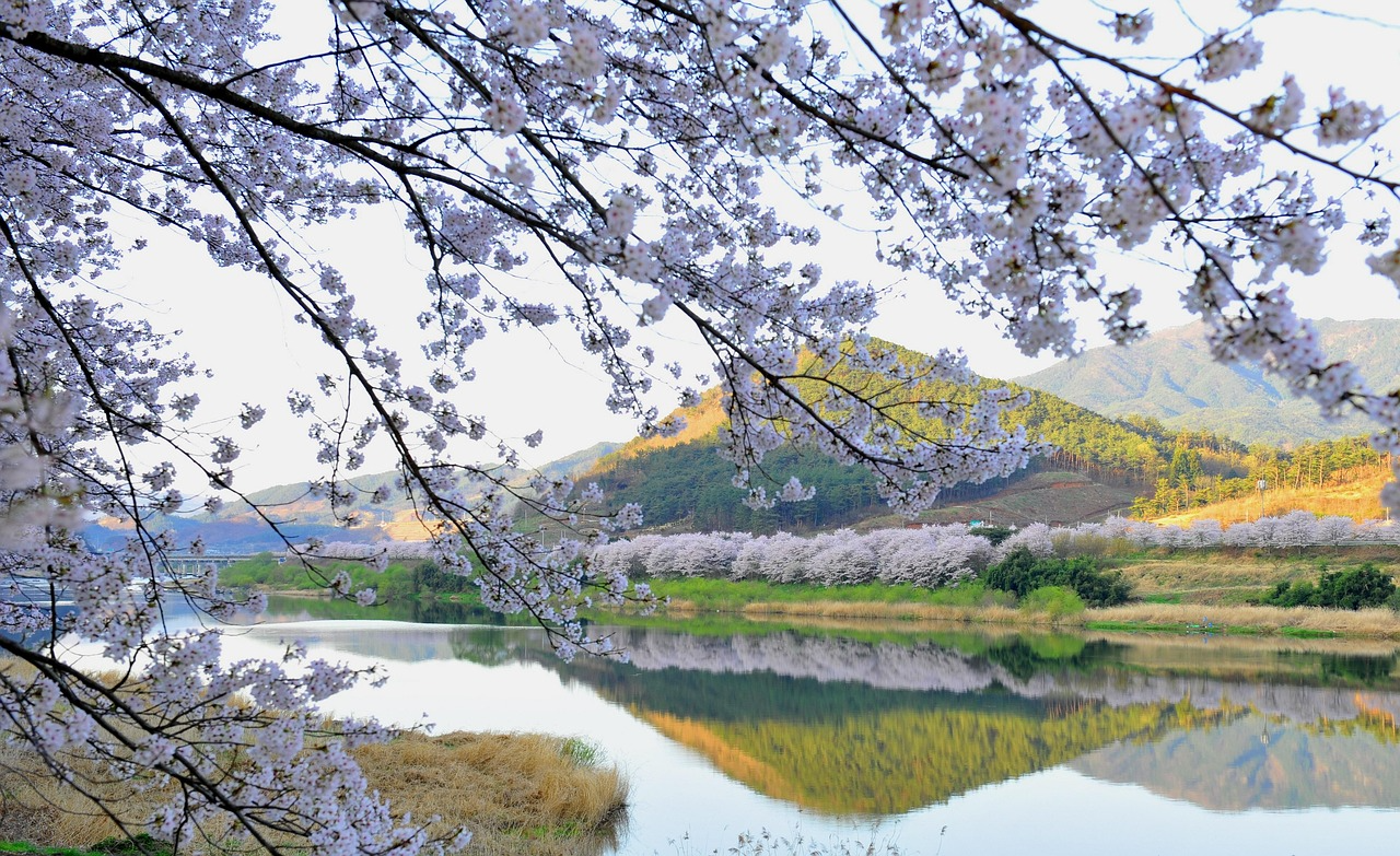 십리벗꽃길