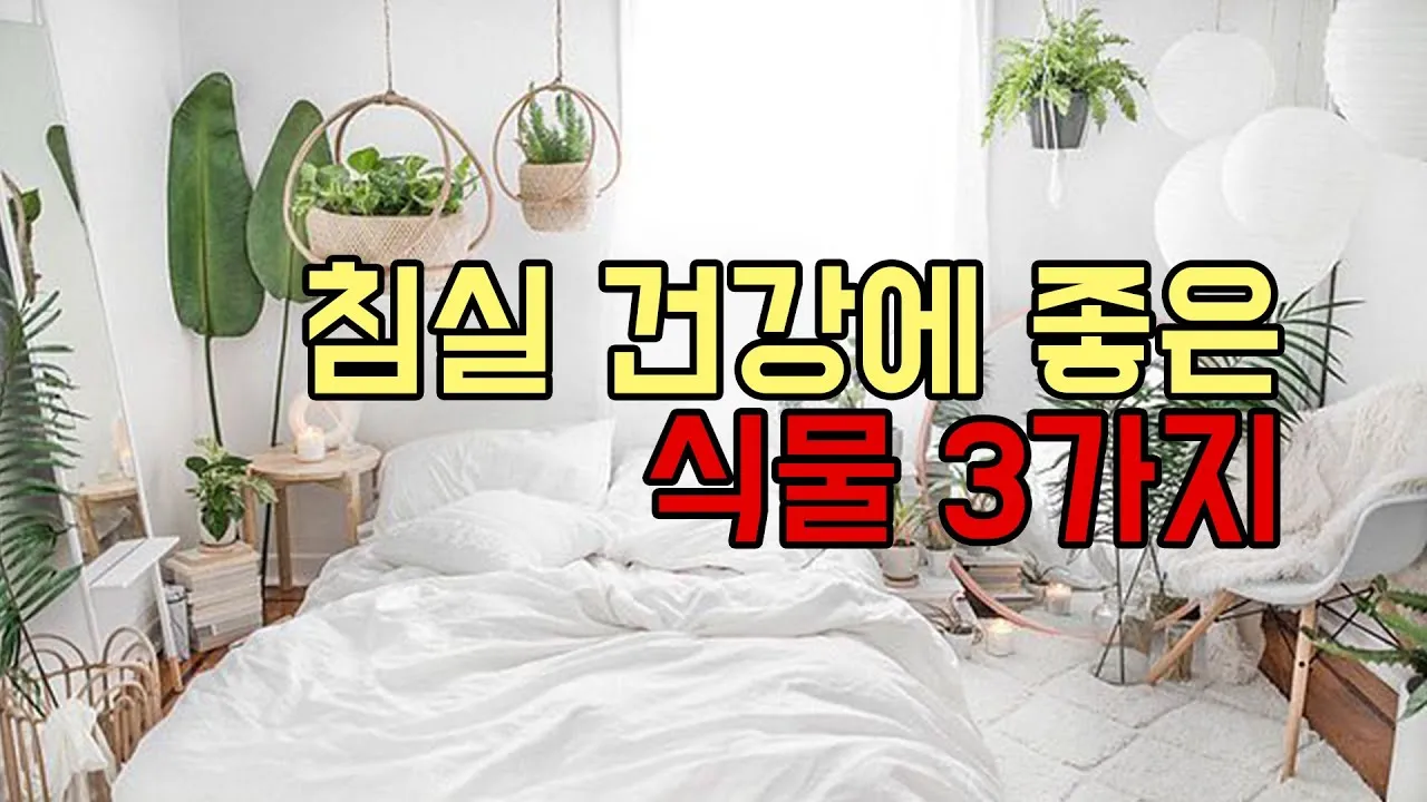 침실 식물 추천 공기정화기능 물주기 관리 향기 숙면 도움 되는 종류_9