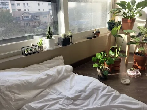 북향집 식물 선택 저조도관리 물주기 식물등 활용 방법_5