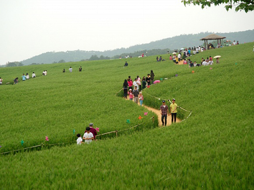 제 21회 고창 청보리밭 축제 기본일정과 프로그램 소개
