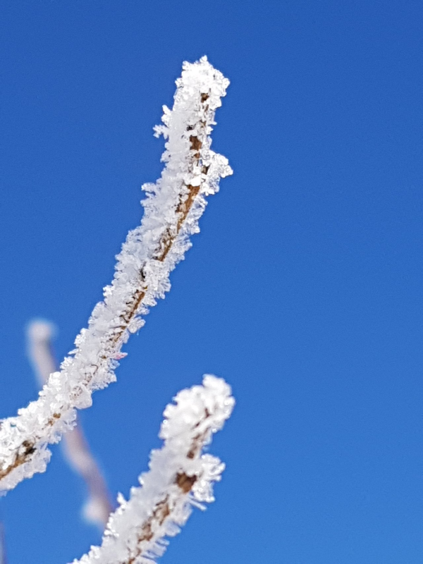상고대의 얼음결정체