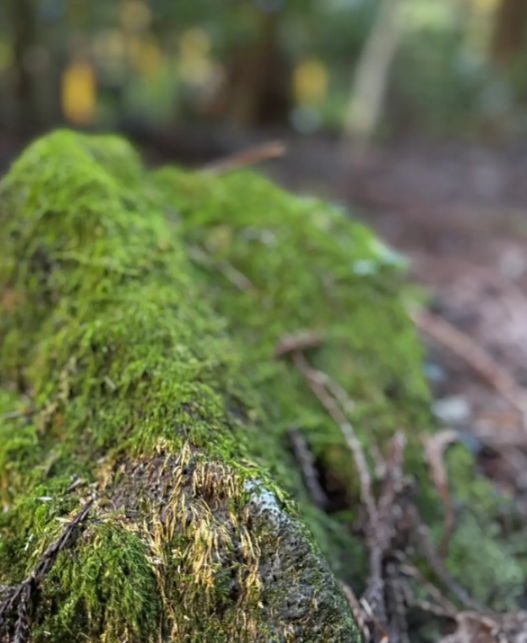 사려니숲길 이끼