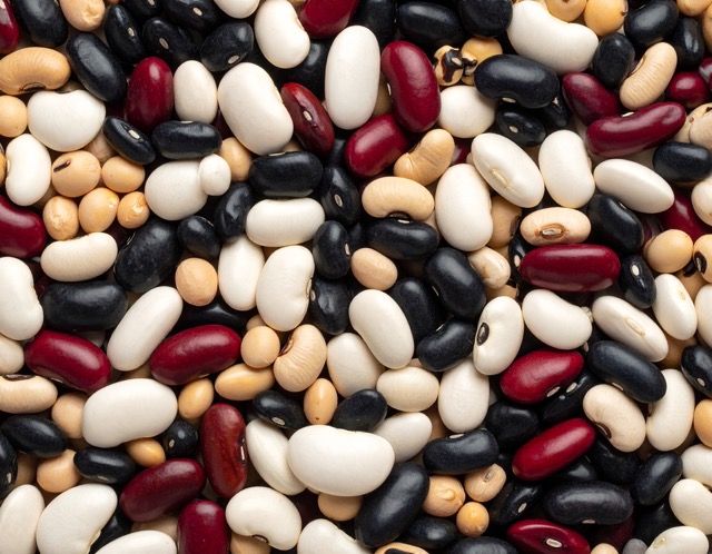 재배하기 좋은 콩 종류