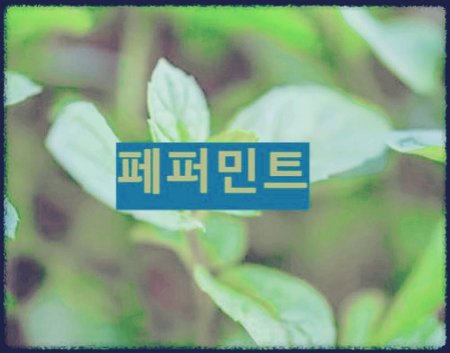 페퍼민트