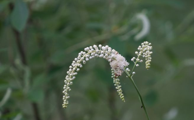 여성갱년기영양제