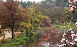 목원 목련축제(2025) 예약 및 여행코스 관련 사진