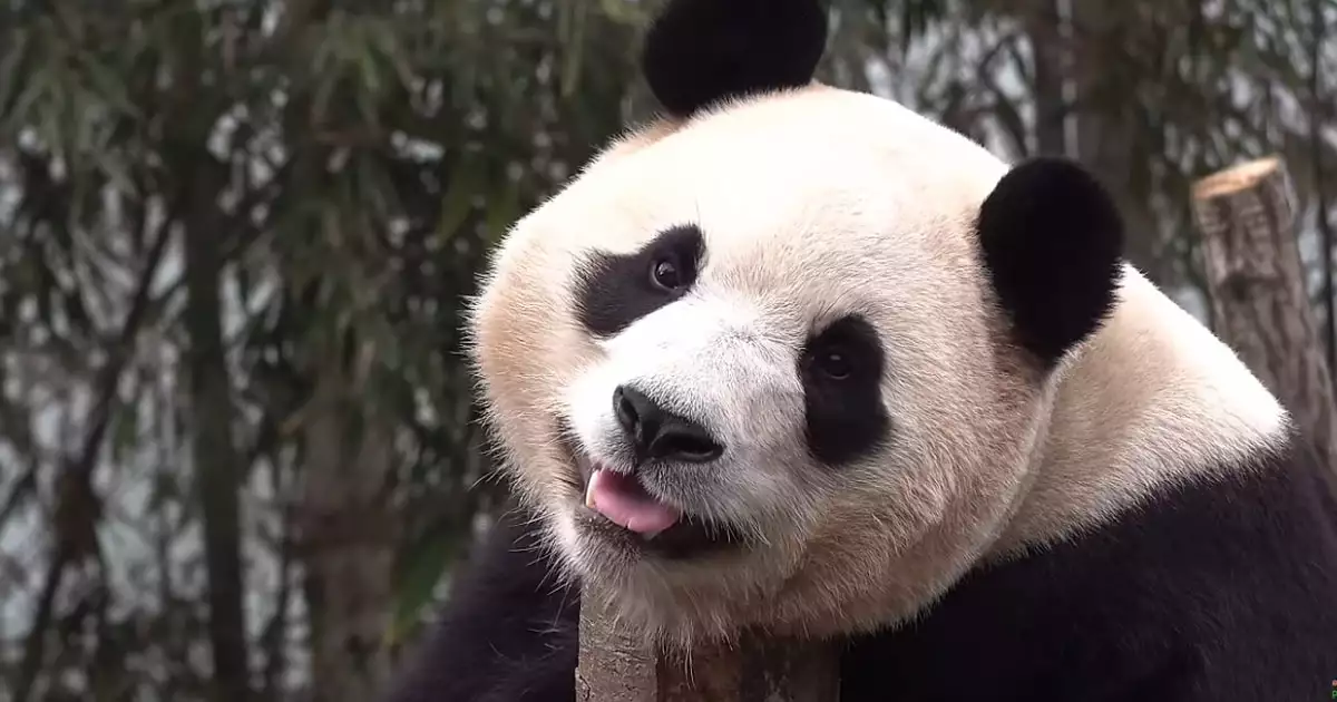 나무위에서 쉬는 푸바오