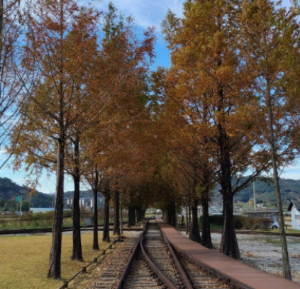 6월 전국 등나무꽃 명소 TOP 5