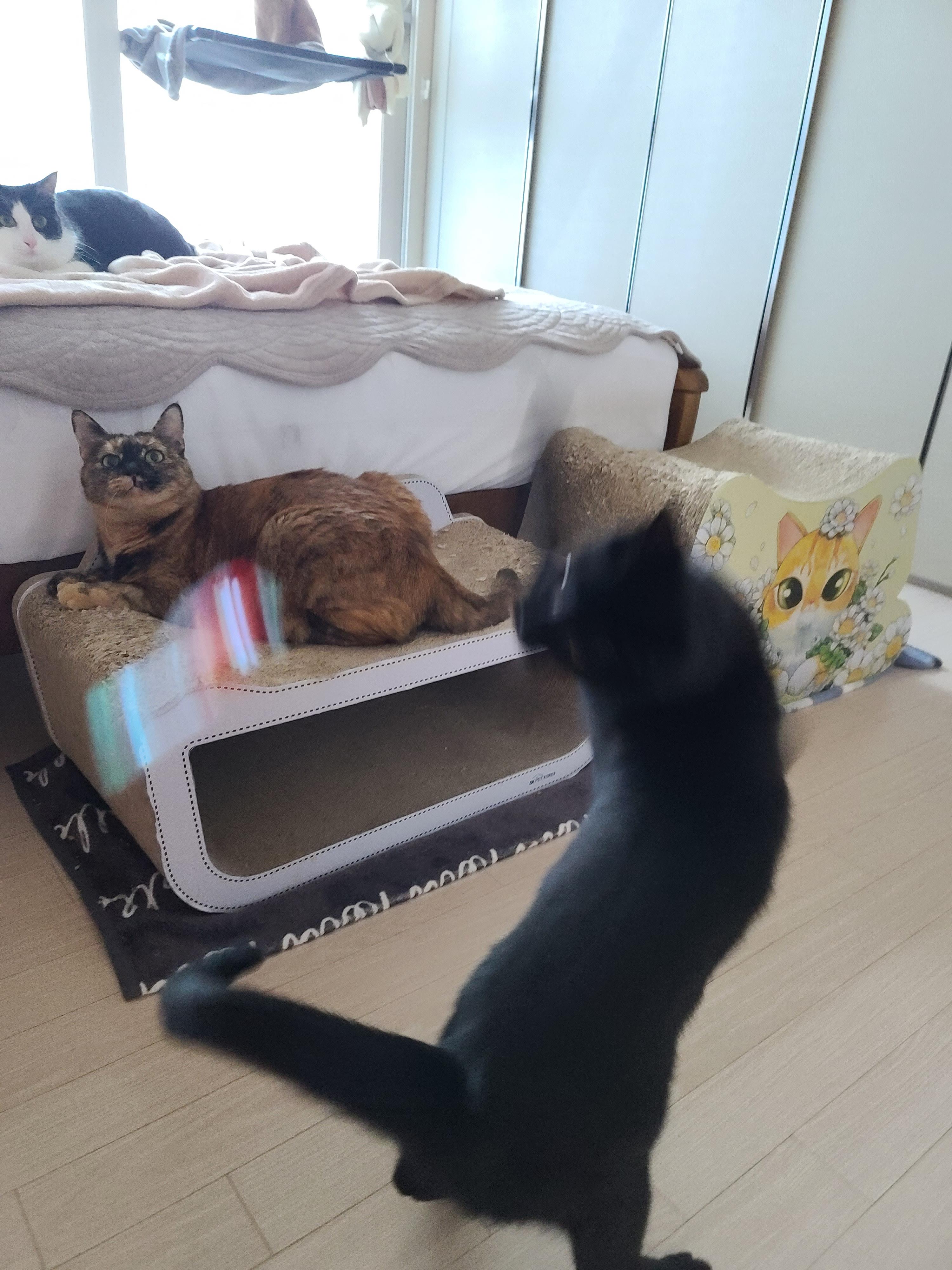 비오는 날 아침. 퇴원한 호야 컨디션 체크를 위해 시작된 사냥놀이.