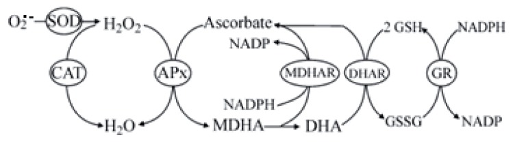 글루타치온 효과