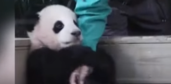 헤어짐을 아는 푸바오