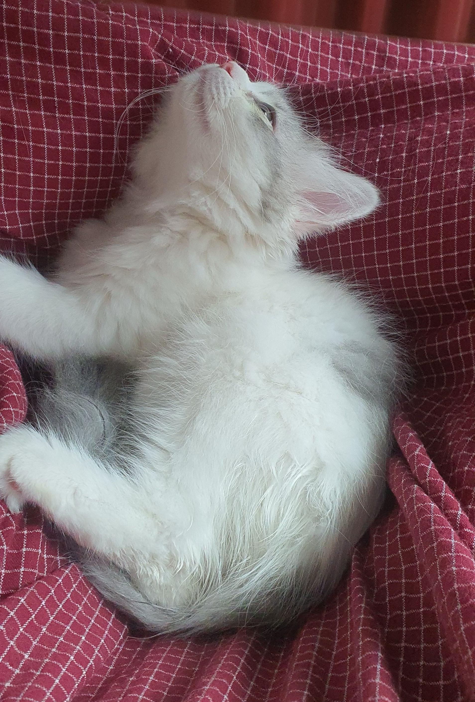 2022.02.26 쿵이는 집사 껌딱지 with 다리 사이