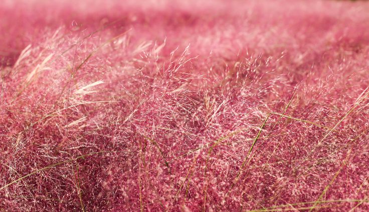 가을 핑크뮬리 아름다움