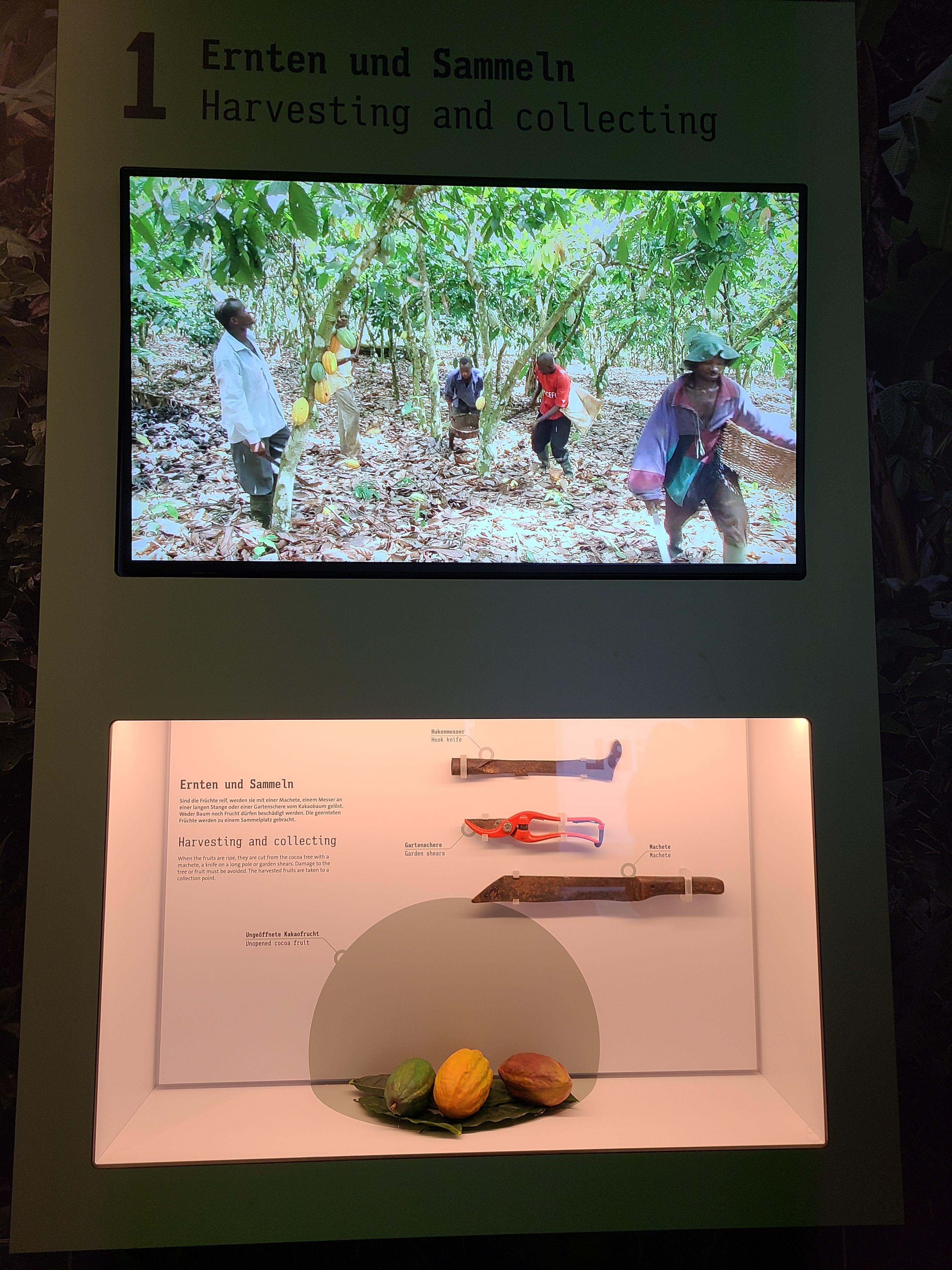 쾰른 임호프 초콜릿박물관 내부 카카오 수확 영상 화면