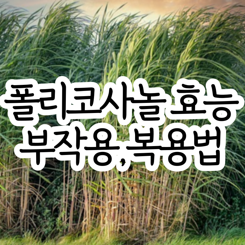 폴리코사놀 효능 부작용 폴리코사놀 복용법