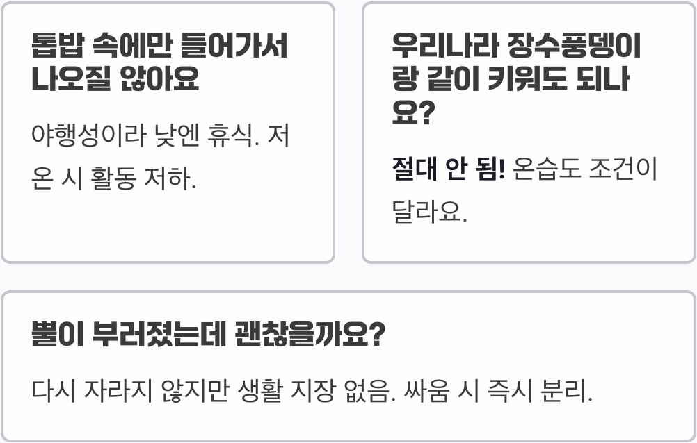 오각뿔장수풍뎅이 키우기 A to Z (사육장 세팅, 먹이, 온도)